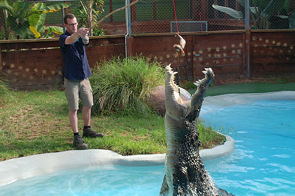 Butterfly 1 Career feeding corcodile.