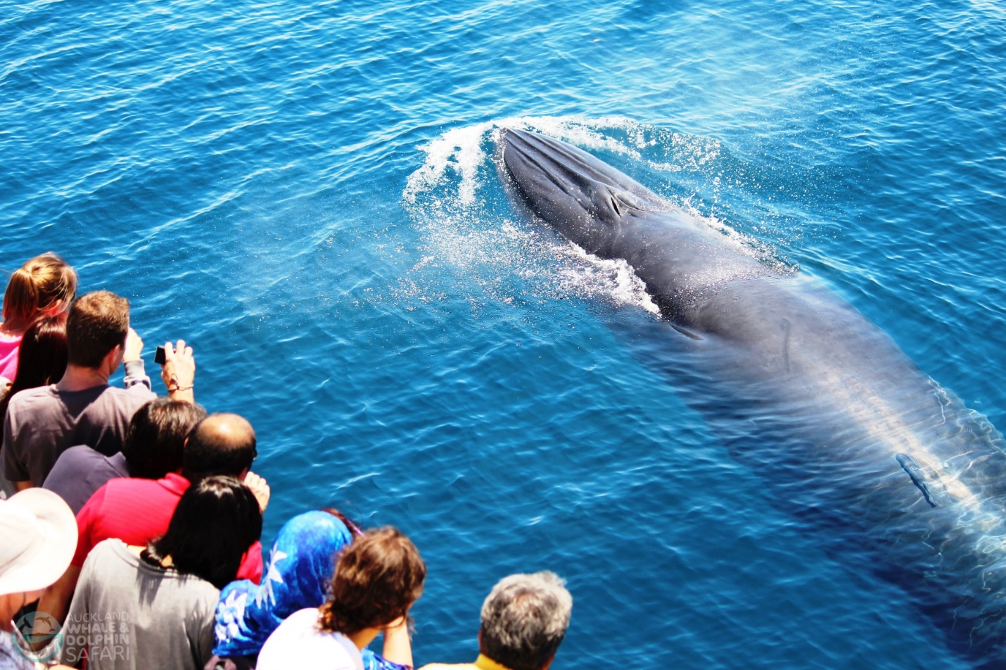 auckland whale safari