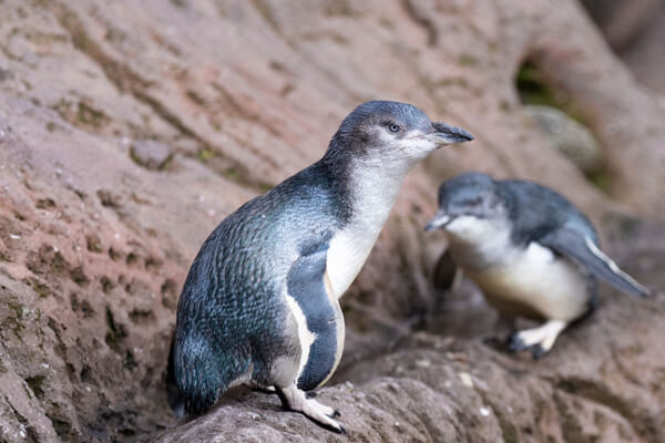 Watch the adorable kororā (Little Blue Penguins).