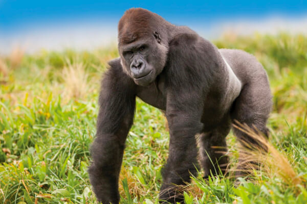 the magnificent silverback gorilla