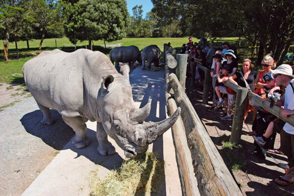 Great rhinoceros feeding at Orana wildlife park.