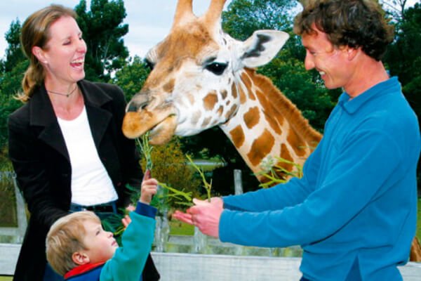 A family handfeeding a giraffe. 