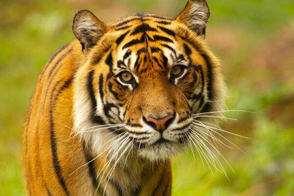 a majestic Sumateran tiger. 