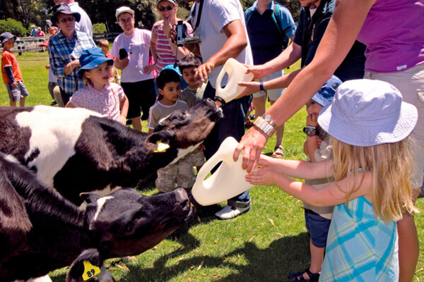 feeding farm animals at Orana wildlife park.