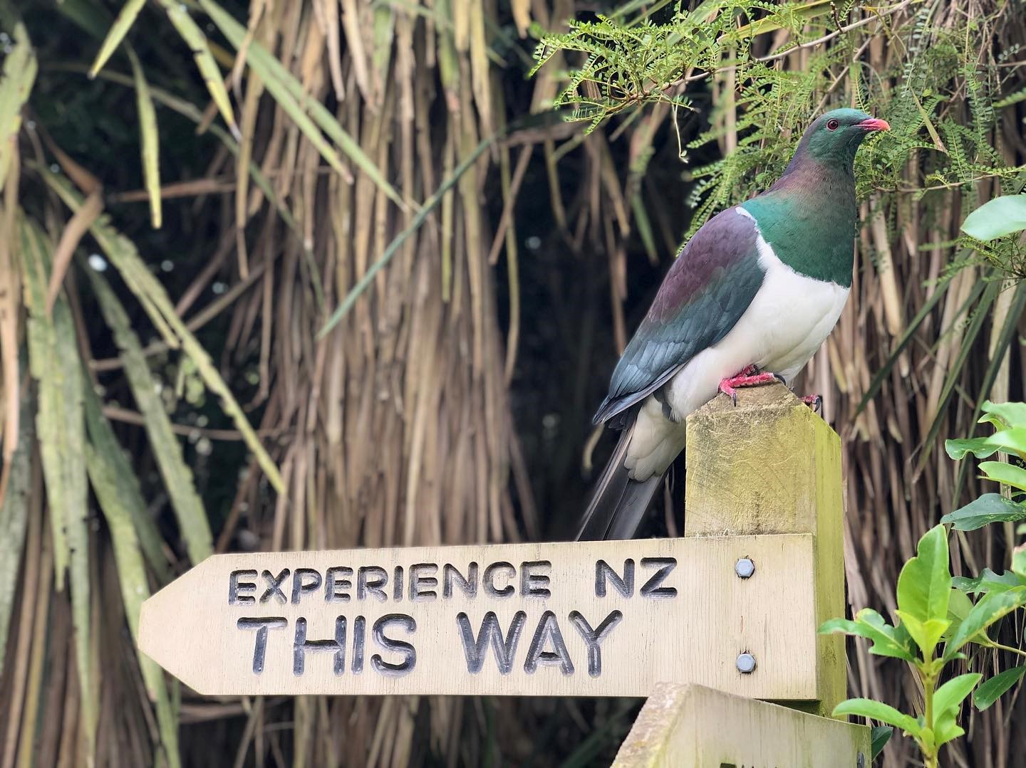 Experience NZ at Willowbank