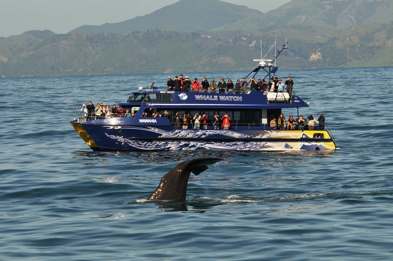 Whale Watch Hassle Free Tours