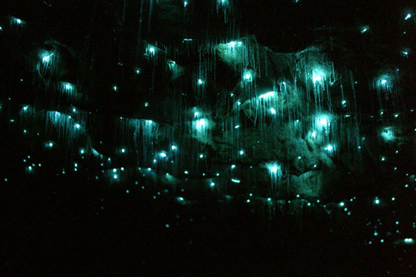 glowworms